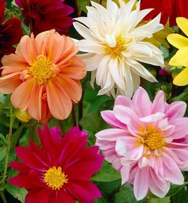 Dwarf Dahlia Rainbow Mix Tubers - Perennial, Showy Blooms, Mixed Dahlia Tubers for Planting | Large Blooms, Summer Flowers, Easy to Grow (6 Pack)