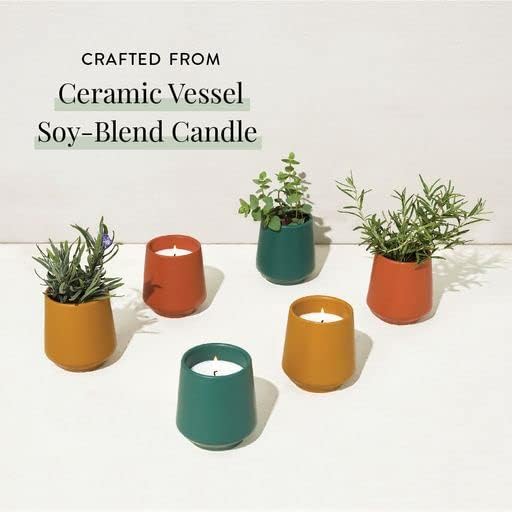 Modern Sprout Rooted Candle - 2 in 1 Tonka Bean Scented & Soy Candle with Seeds That Grows into Thyme Plant - 6 oz w/ 42 hr Burn time in Matte Glaze Ceramic Vessel Ideal for Indoor Herb Garden