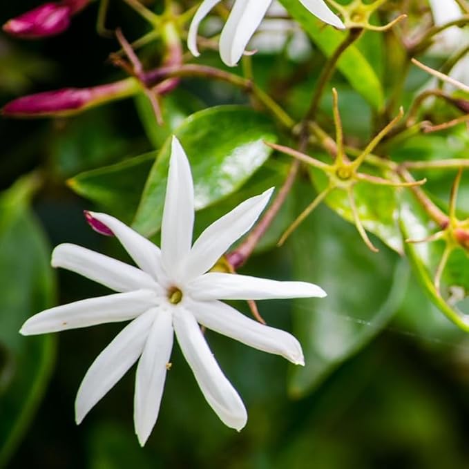 Live Angel Wing Jasmine (Jasminum Nitidum) Plants - Fragrant, White Blooming Evergreen Shrub for Any Garden (4 jas Angel Bags)