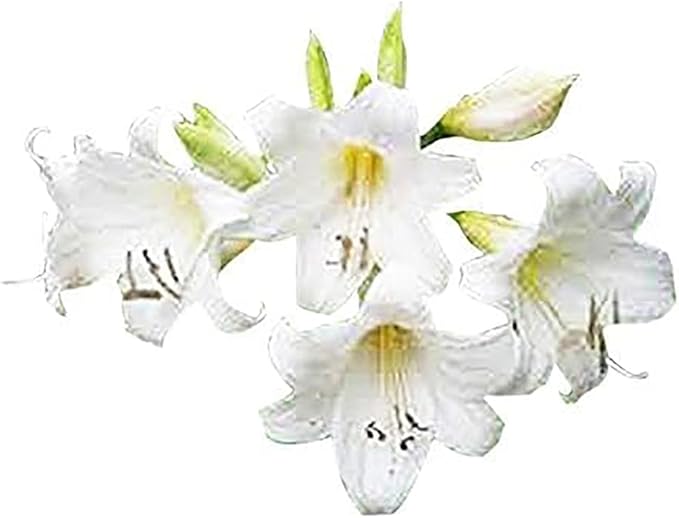 Naked Ladies Amaryllis Belladonna - 3 Pink Bulbs - Stunning Blooms for Outdoor Gardens - Easy-to-Grow Perennial Flowering Plant