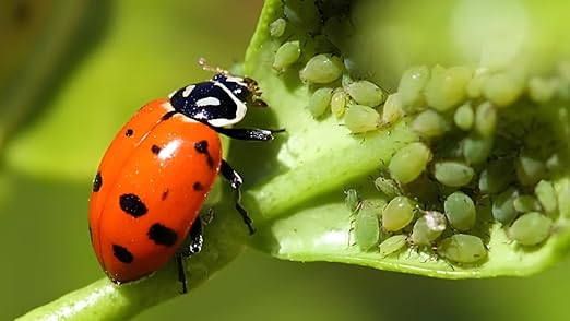 1500 Pre-Fed Live Ladybugs for Aphid Control | Hippodamia Convergens | Guaranteed Live Delivery