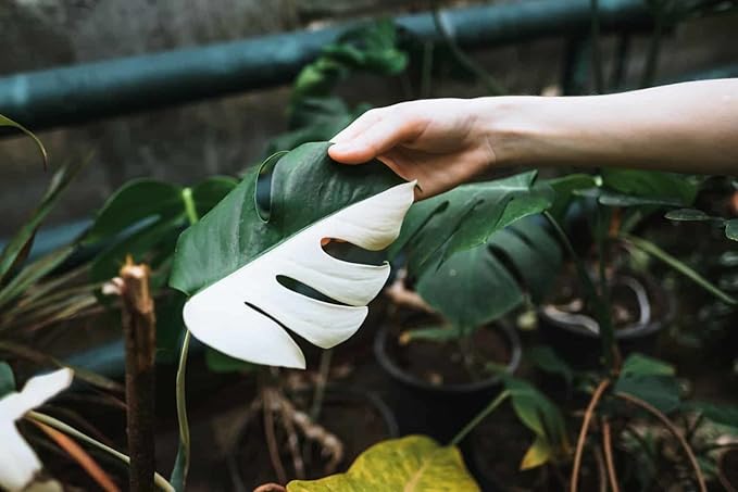 Monstera Borsigiana Potting Mix - Optimal Nutrients for Vibrant Growth - 1 Quart
