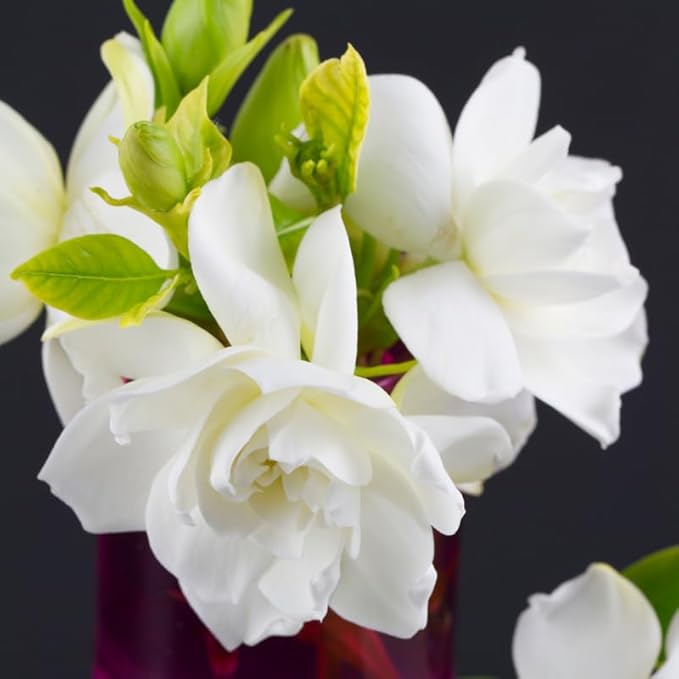 3 Gardenia Plants Live, Jasmine Plants Live Indoor, 3 to 5 Inc Tall, Frost Proof Gardenia Live Plant, Flowering Jasmine Plant