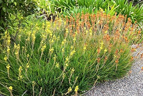 Bulbine Frutescens Hallmark Orange - 10 Live Plants - Butterfly Attracting Flowering Groundcover