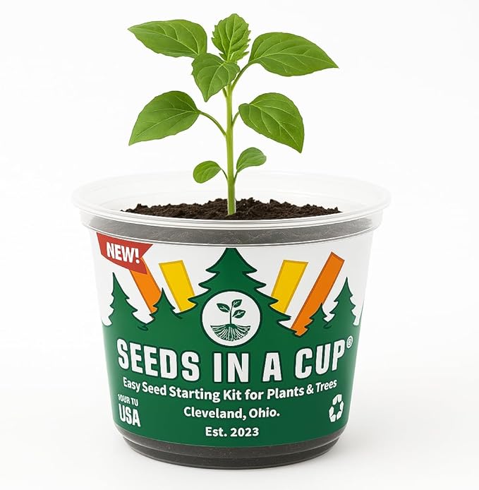 Plant Starter Kit - Money Plant