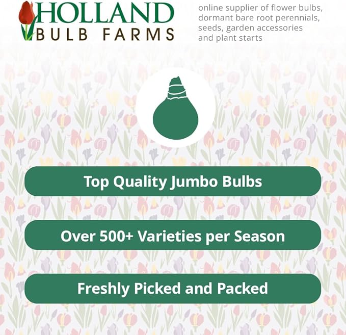 Purple Sensation Allium - Allium aflatuense Flower Bulbs - 5 Bulbs per Pack - Attracts Butterflies and Hummingbirds - Deer Resistant - Good as Cut Flowers - Perennializing - Easy to Grow Live Plants