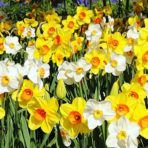 50-Pack Tulip & Daffodil Grower's Mix - 25 Tulips & 25 Daffodils, Mixed Colors, Easy Fall Planting for Bright Spring Blooms - Perennializing Kit of Colorful Flower Blooms – Fall Planting