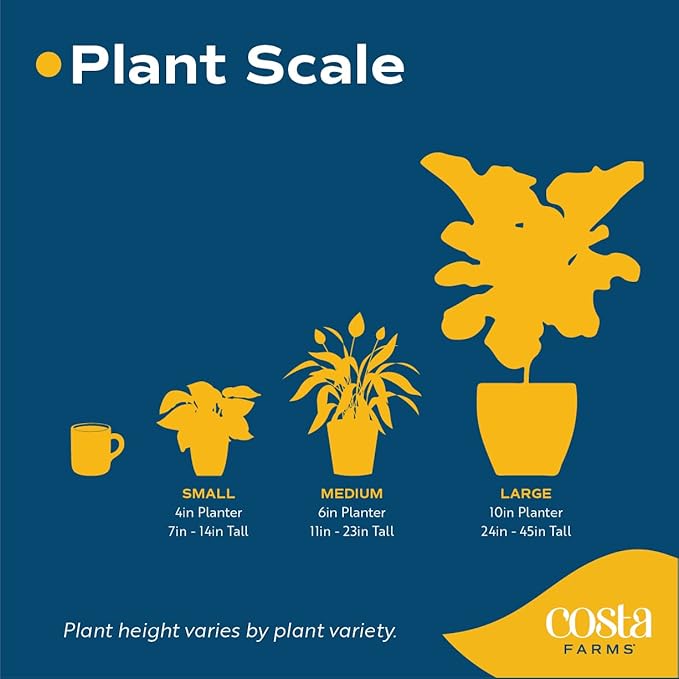 Costa Farms Live Plants (Pack of 6), Easy to Grow Live Indoor Houseplants in 3.8-Inch Plant Pots, Hand-Selected Varieties, Home and Room Decor, 8-10 Inches Tall