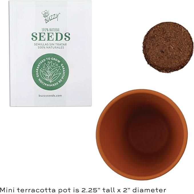 BUZZY Seeds Terracotta Mini Grow Pots | Herb, Plant, Flower Starter Kit for Kids & Adults | Coneflower 12-Pack, Classic Collection | Guaranteed to Grow | Best Indoor-Outdoor Gardening Gift