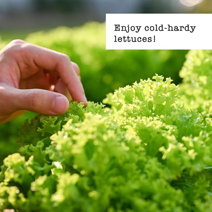 Jiffy Seed Starting Tray Kit, 36 Cell 36mm Peat Pellets, 2 Pack with Ferry-Morse Cold Hardy Organic Lettuce Seed Variety Pack