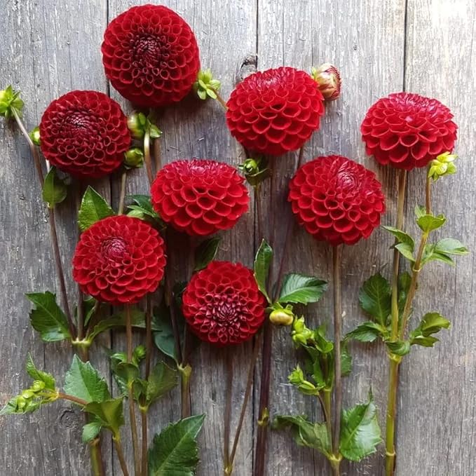 Cornel Dahlia Bulbs - Perennial Decorative Ball Dahlia - Large Blooms, Beautiful and Versatile Dahlia Flower Bulbs for Planting - Stunning Garden Display (1 Pack)
