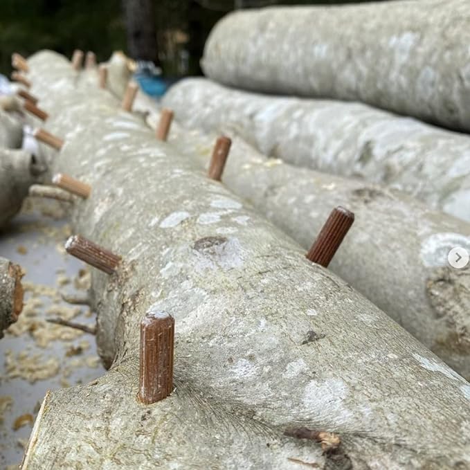 North Spore Organic Shiitake Outdoor Mushroom Log Growing Kit | Includes 100 ct. Bag of Plug Spawn | Complete Log Starter Kit with Instructions | Handmade in Maine, USA