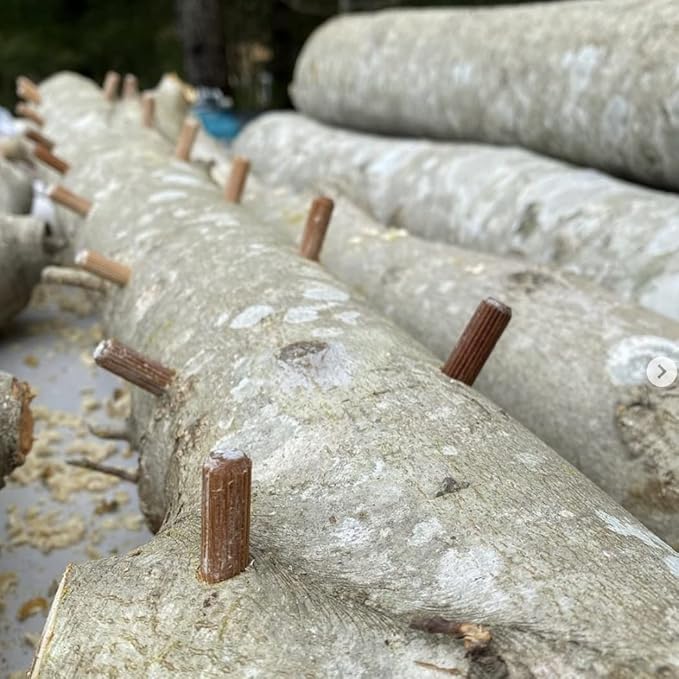 North Spore Organic Chestnut (100 ct) Mushroom Plugs for Logs | Premium Quality Mushroom Plug Spawn | Handmade in Maine, USA | Grow Gourmet Mushrooms Outdoors on Logs | Pholiota adiposa