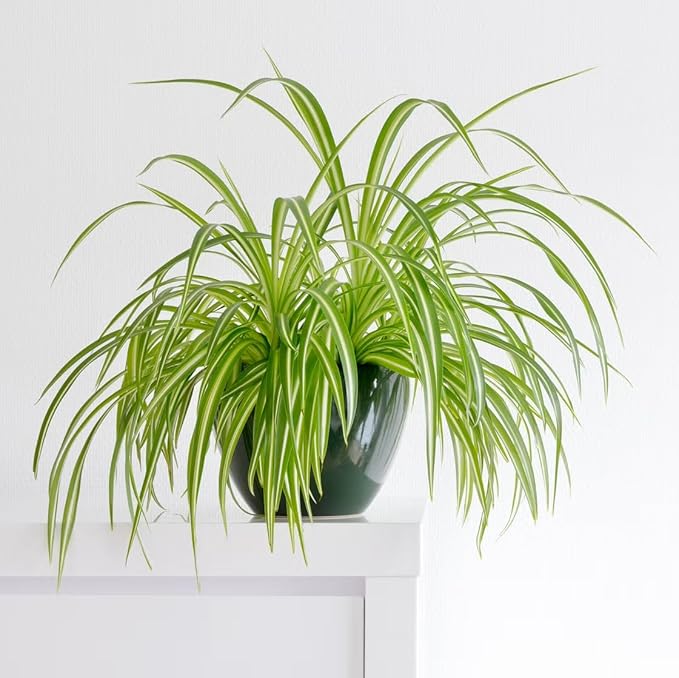 Healthy Spider Plant - Easy Care, Air-Purifying Houseplant (2 Spider sacs)