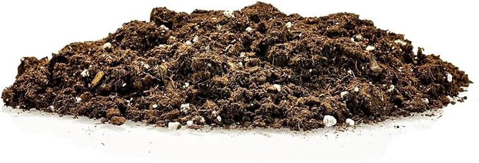RA Premium Snake Plant Potting Soil Mix, Green Sansevieria Trifascatia Zeylanica Plants, Plant or Re-Pot Your Snake Plant - (5 Quart Bag), (SNAKE-PLANT-5QT)