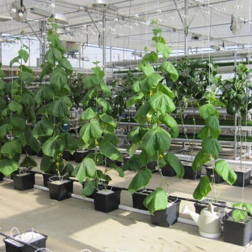 growbiggerplants RollerHook Tomato and Vine Crop Trellis, Metal (50 Pack) - EBook Included