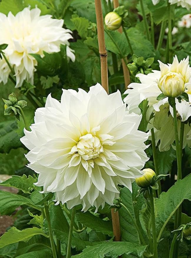 White Dinner Plate Dahlia Flower Bulbs for Planting | Easy to Grow and Maintain- Huge White Blooms (2 Pack)