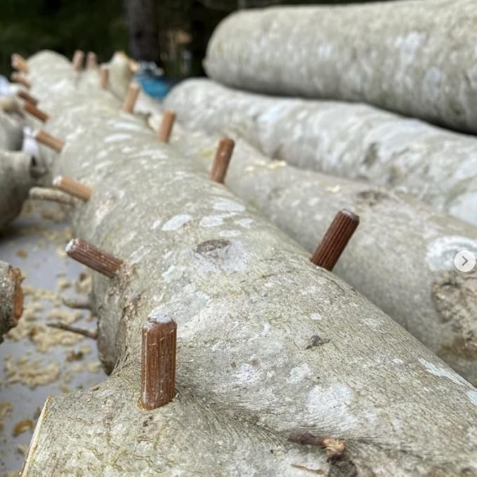 North Spore Organic Lion's Mane (100 ct) Mushroom Plugs for Logs | Premium Quality Mushroom Plug Spawn | Handmade in Maine, USA | Grow Gourmet Mushrooms Outdoors on Logs