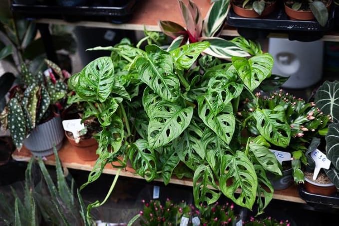 Organic Potting Soil for Tomato Plants - 3 Quart - Hand-Mixed with Natural Ingredients for Optimal Growth and Nutrient Retention
