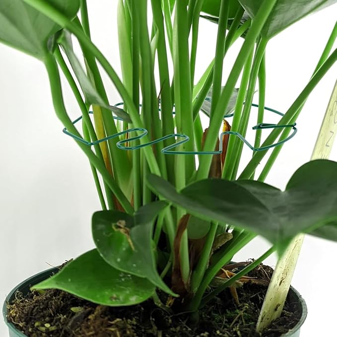 ZYAMY 6PCS Plant Hook Stem Fixing Bracket Turtle Shell Bamboo Clip Potted Plant Stem Straightening Support Green Plant Anti Fall Support Iron Bending Buckle Leaf Styling Green Used for Gardening