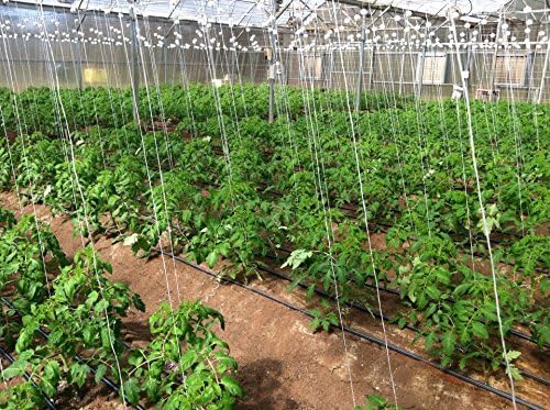 growbiggerplants RollerHook Tomato and Vine Crop Trellis, Metal (50 Pack) - EBook Included