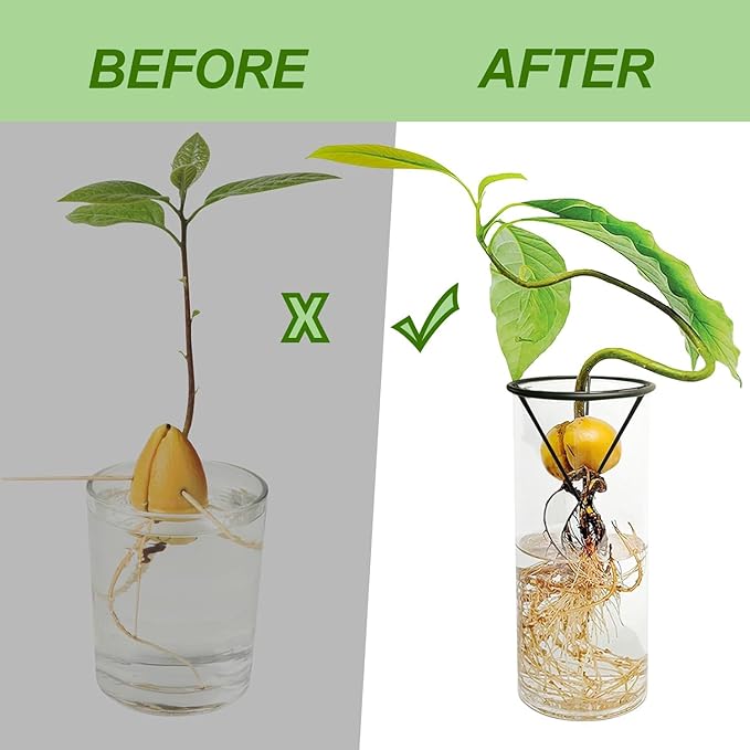Avocado Seeds - Avocado Seed Starter Vase Rack for Mason Jar of Wide-Mouth 4Pcs, Avocado Seed Holder Triangular Metal Bracket for Family Friends and Gardening Enthusiasts (3 Pcs Vase Set)