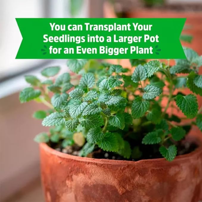 Wellness Grow Kit: Lemon Balm