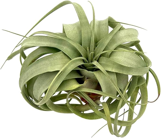 Air Plants - Tillandsia Xerographica, Large 5-7” - 3ct - Live Arrival Gauranteed - House Plants for Home Decor & Gift