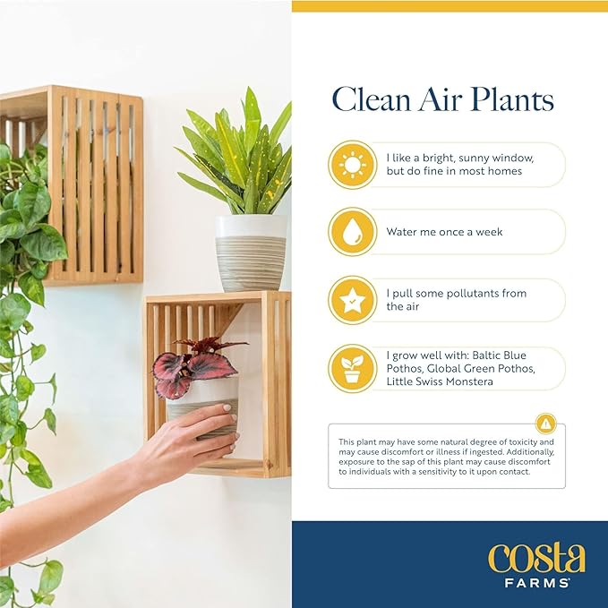 Costa Farms Live Plants (Pack of 2), Easy to Grow Live Indoor Houseplants in 3.8-Inch Plant Pots, Hand-Selected Varieties, Home and Room Decor, 8-10 Inches Tall