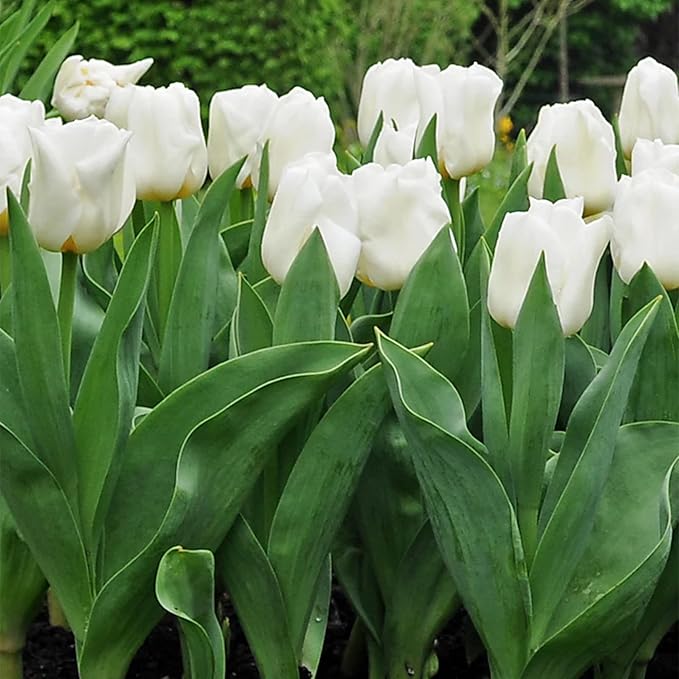 Mount Tacoma Double Late Tulip Bulbs (10-Pack) Elegant White Tulips for Fall Gardens β Hardy Tulip Bulbs for Fall Planting