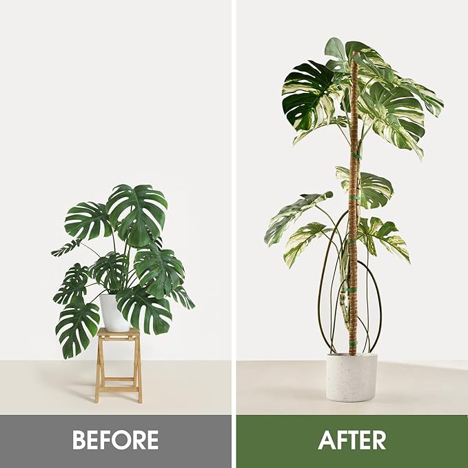 4 Pack Moss Pole 63 Inch Monstera Plant Support Moss Poles Bendable for Climbing Plants Longer Coco Coir Sticks Support Stakes Tall for Indoor Creeper DIY Shape Plants Grow Upwards