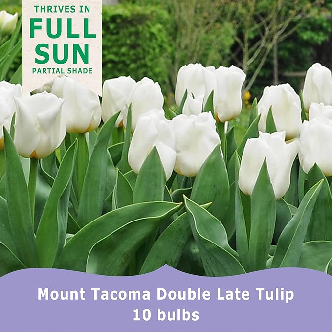 Mount Tacoma Double Late Tulip Bulbs (10-Pack) Elegant White Tulips for Fall Gardens β Hardy Tulip Bulbs for Fall Planting