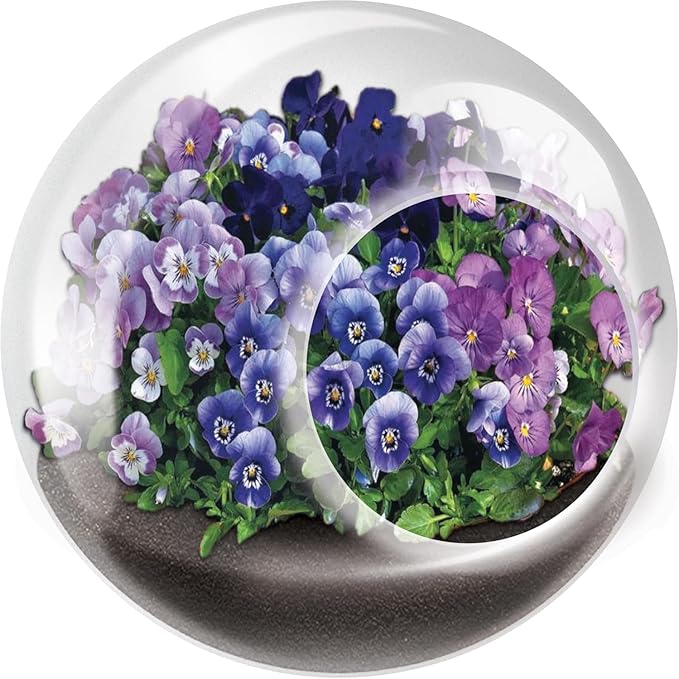 Tiny Terrarium Plant Seeds 6 Variety Pack, DIY Indoor Succulents and Live Plants for Home or Garden Planting, Assorted Flowering Pack