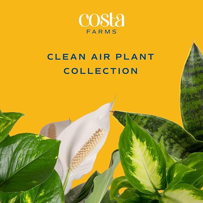 Costa Farms Live Plants (Pack of 2), Easy to Grow Live Indoor Houseplants in 3.8-Inch Plant Pots, Hand-Selected Varieties, Home and Room Decor, 8-10 Inches Tall