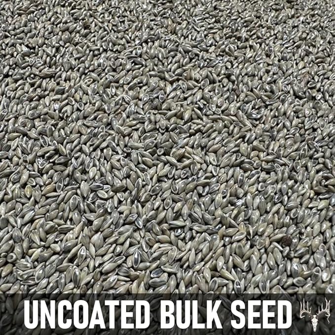 BigAzz Switchgrass Seed, Bulk RC Big Rock Variety, Extra Tall Drought-Tolerant Native Perennial Grass for Deer Habitat, Bedding Areas, Green Screens & Food Plots (1 Pound)