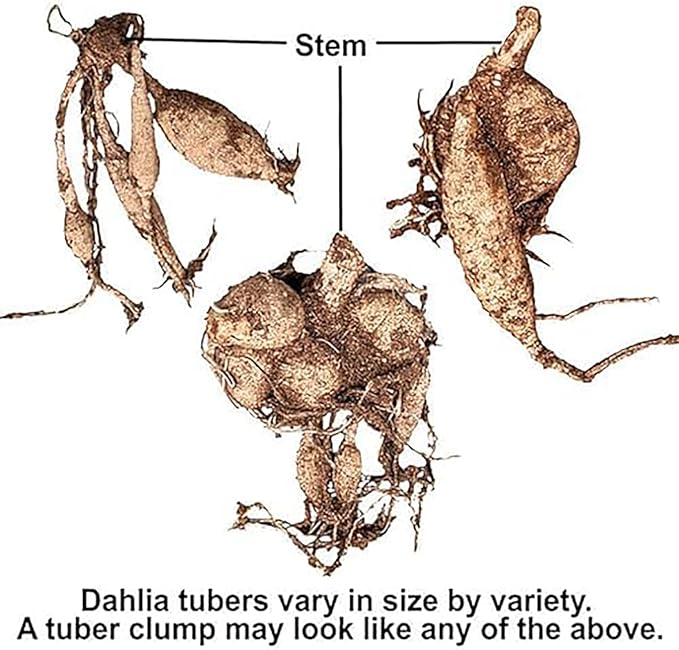 Advance Dahlia - 5 Gallon Size Bare Root Tuber - Giant Dahlia Bulbs for Spring Planting 2025 - Vibrant Blooms for Outdoor Gardens