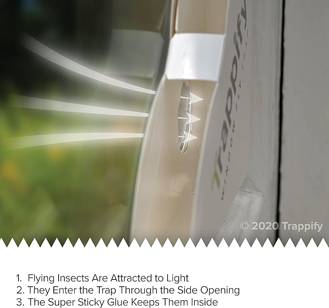 Trappify Fly Trap Indoor: Window Fly Traps for Home | Fruit Fly Traps for Indoors, Gnat Traps for House Indoor | Disposable Fly Trap with Sticky Adhesive Strips | Inside Bug Catchers (4 Pack)