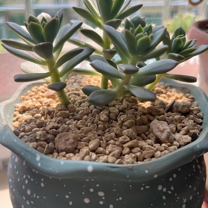Succulent and Cactus Maifanitum Stones Garden Accessorie Rocks Pumice for Indoor Plants, Bonsai, Fairy Gardening, Vases Fillers, Terrarium, 10lb