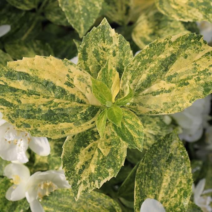 Illuminati Sparks™ Mock Orange - Philadelphus - Proven Winners - 4" Pot