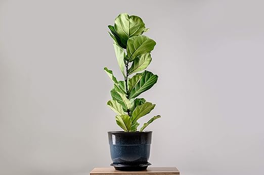 Fiddle Leaf Fig and House Plant Fertilizer Pellets |16-5-11 Slow Release Pellets for Seedlings and Mature Houseplants | Multi-Purpose Blend & Gardening Supplies| 5.2 oz Resealable Packaging