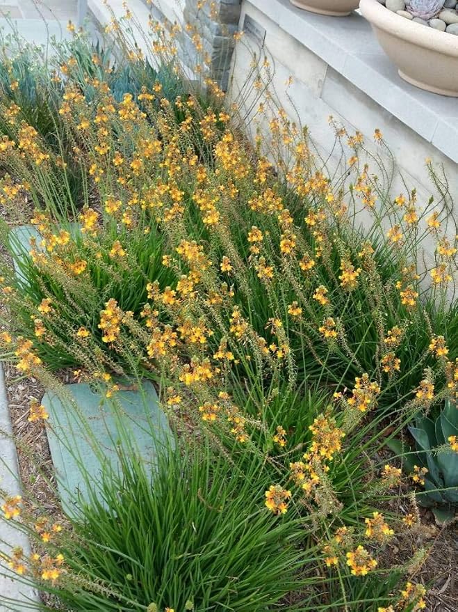 Bulbine Frutescens Hallmark Orange - 10 Live Plants - Butterfly Attracting Flowering Groundcover