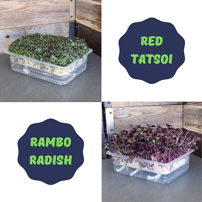 Self Watering Indoor Microgreens Kit - Soil and Hydroponic Combo Pack - Complete Microgreens Growing Kit for Vegetable Seeds & Herb Seeds - Broccoli Seeds, Radish, Chard Seeds, Cilantro Seeds, & More