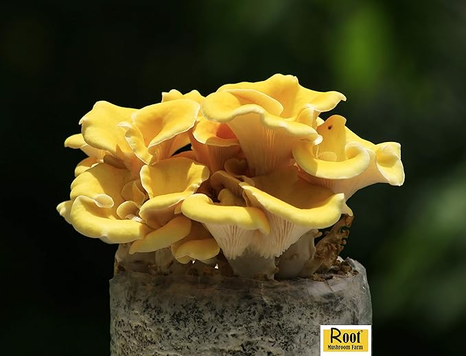 Two Mushroom Grow Kits, 3Lb Each (Golden Oyster & Lion's Mane)