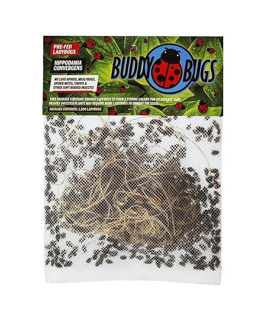 1500 Pre-Fed Live Ladybugs for Aphid Control | Hippodamia Convergens | Guaranteed Live Delivery