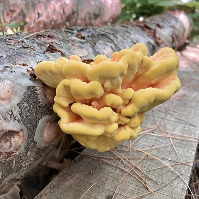 North Spore Organic Chicken of the Woods (500 ct) Mushroom Plugs for Logs | Premium Mushroom Plug Spawn | Handmade in Maine, USA | Grow Gourmet Mushrooms Outdoors on Logs | Laetiporus sulphureus