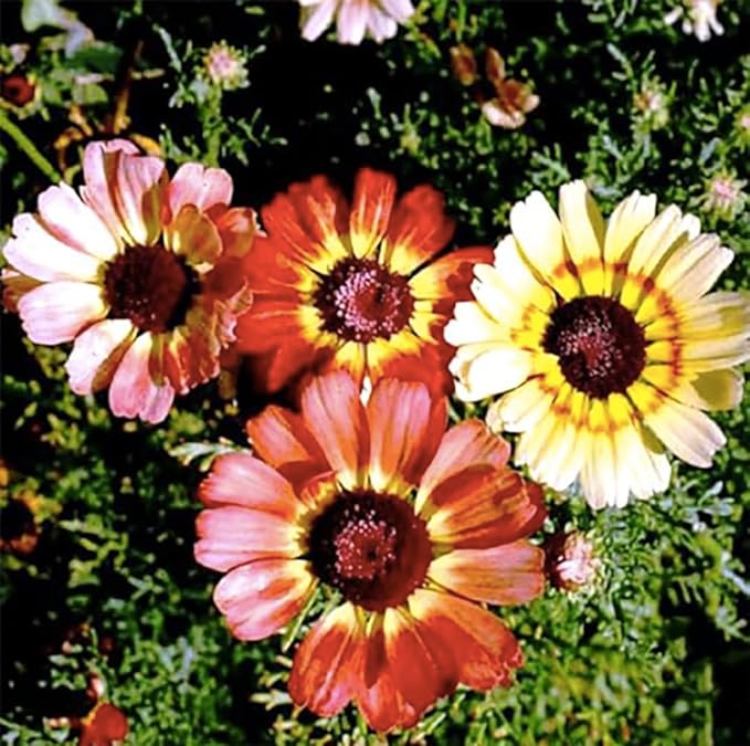 1000 Rainbow Painted Daisy Seeds - Wonderful Cut Flower