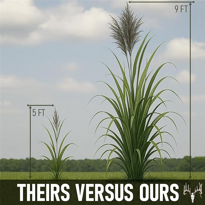 BigAzz Switchgrass Seed, Bulk RC Big Rock Variety, Extra Tall Drought-Tolerant Native Perennial Grass for Deer Habitat, Bedding Areas, Green Screens & Food Plots (1 Pound)