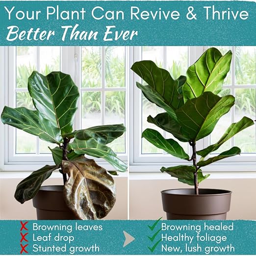 Root Rot Repair for Houseplants – Recovery Drops Root Supplement for Overwatering or Shock | Heals Roots, Prevents Brown Spots & Dropping Leaves (8 oz)