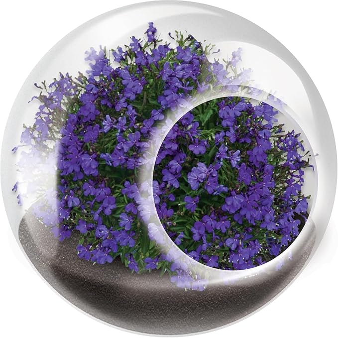 Tiny Terrarium Plant Seeds 6 Variety Pack, DIY Indoor Succulents and Live Plants for Home or Garden Planting, Assorted Flowering Pack