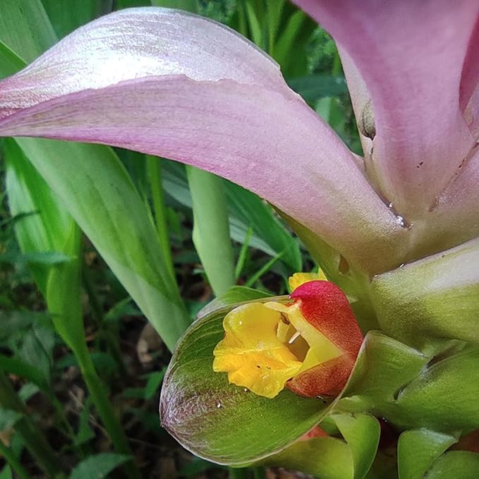 Green Turmeric Live Plant - (Curcuma aeruginosa) - Rare Medicinal Herb, Vibrant Pink Flowers, Ideal for Tropical Gardens (4 Green Turmeric Cups)